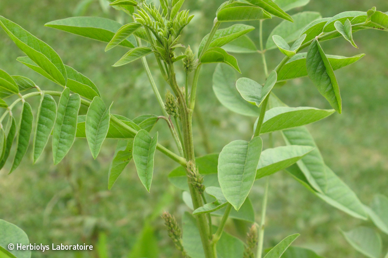Réglisse Bio - Extrait de plantes fraîches - Phytothérapie Herbiolys 